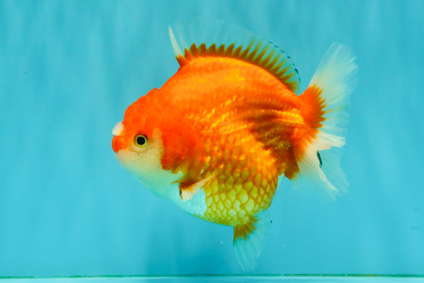 CHONKY AAA Grade Red White Yuanbao Female 5-5.5 inches #080726YB_23