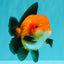CHUBBY AAA Grade Apache Oranda Male 5 inches #082826OR_10