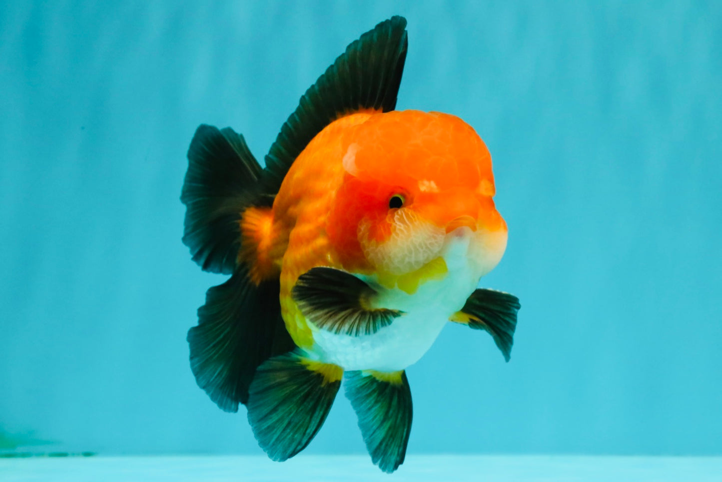 CHUBBY AAA Grade Apache Oranda Male 5 inches #082826OR_10