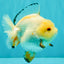 A Grade Chicken White Yuanbao Female 5 inches #062626YB_15