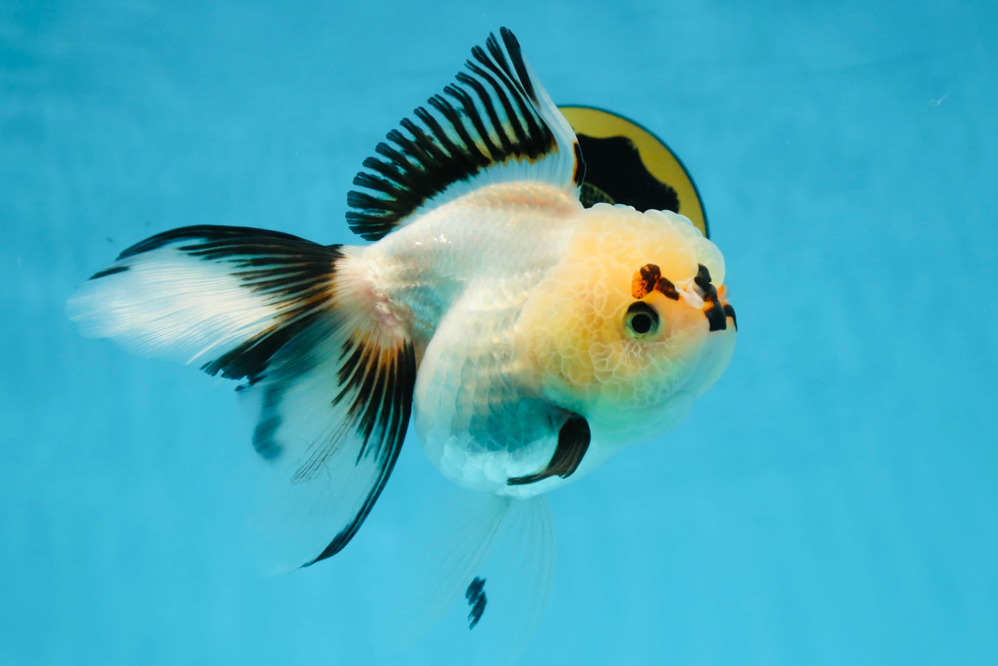 Tricolor Oranda Female 5.5 inches #100325OR_15