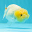 👶 Baby Lemonhead Snow White Lionchu Female 3.5-4 inches #0209LC_19
