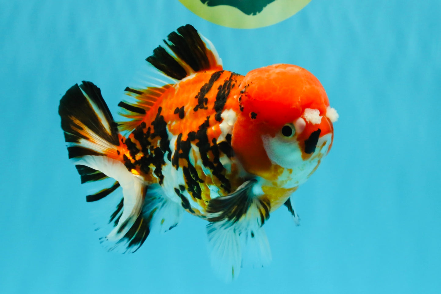 Pompom Tiger Yuanbao Male 5.5 inches #022726YB_07