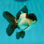 Panda Oranda Male 3.5 inches #102524OR_21