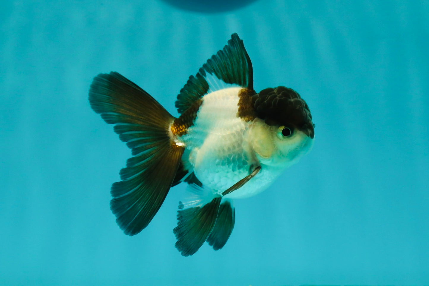 Panda Oranda Male 3.5 inches #102524OR_21