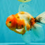 A Grade Sakura Oranda Male 6.5 inches #082126OR_13