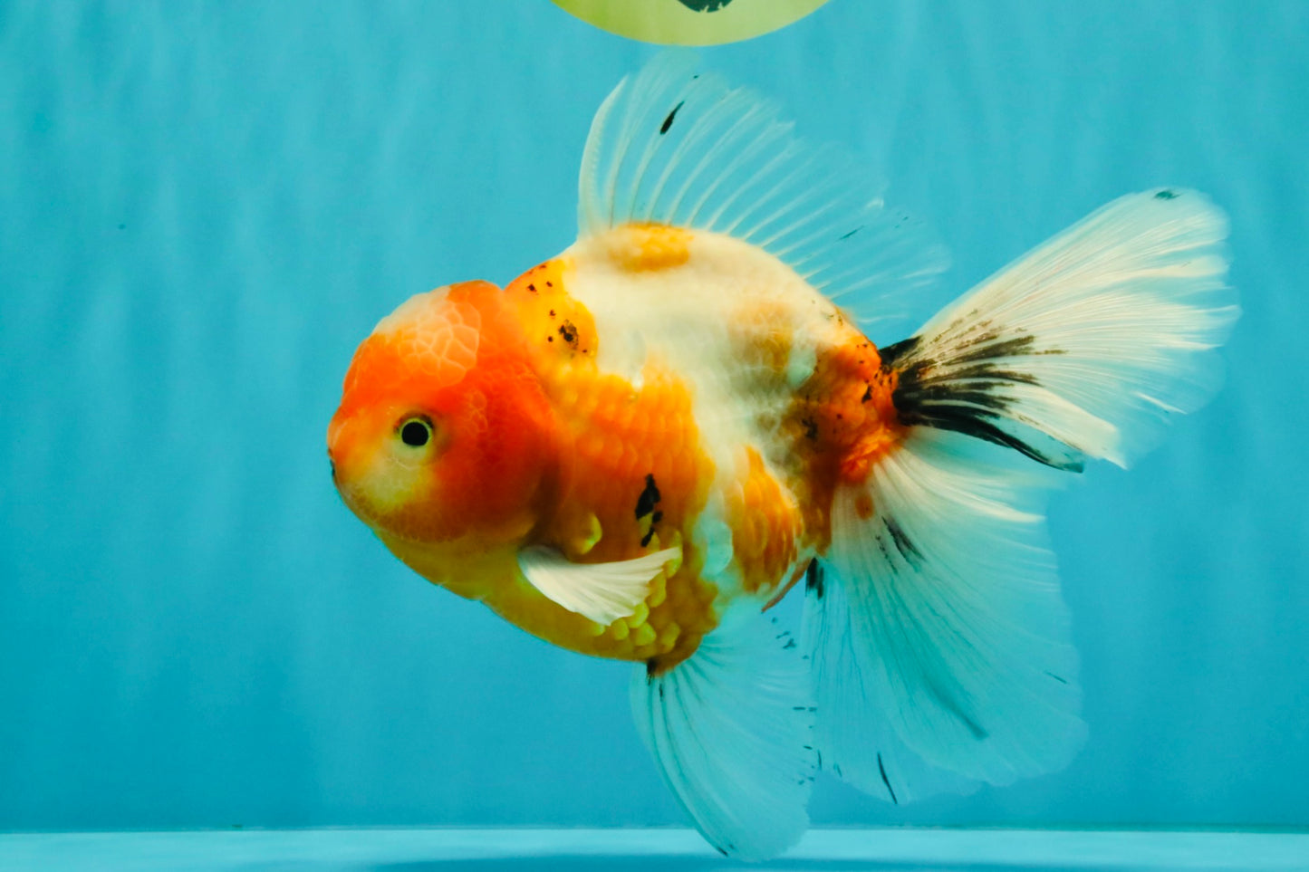 A Grade Sakura Oranda Male 6.5 inches #082126OR_13
