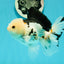 A Grade Tricolor Oranda Male 5.5 inches #111524OR_20