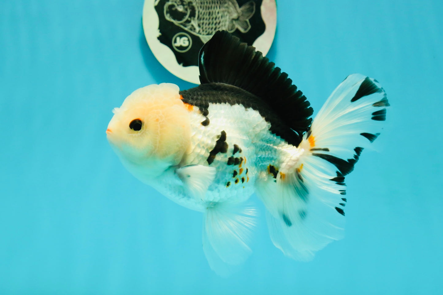 A Grade Tricolor Oranda Male 5.5 inches #111524OR_20