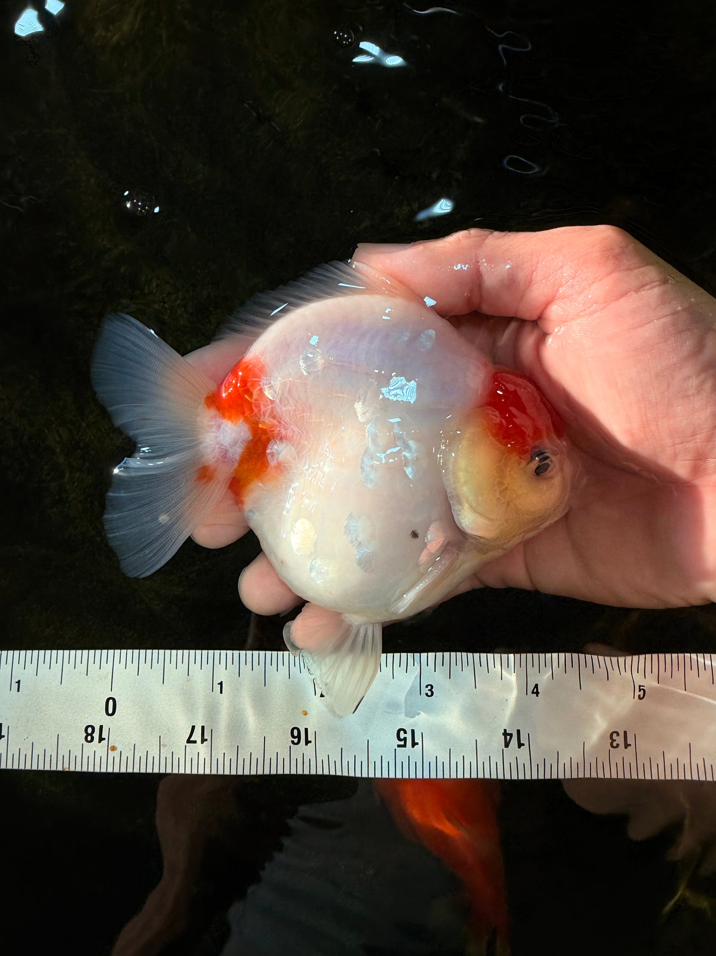 A Grade Young Godzilla Tancho Sakura Yuanbao Male 4.5 inches #101725YB_26