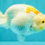 A Grade Polkadot Red White Buffalo Ranchu Male 6 inches #100926RC_29