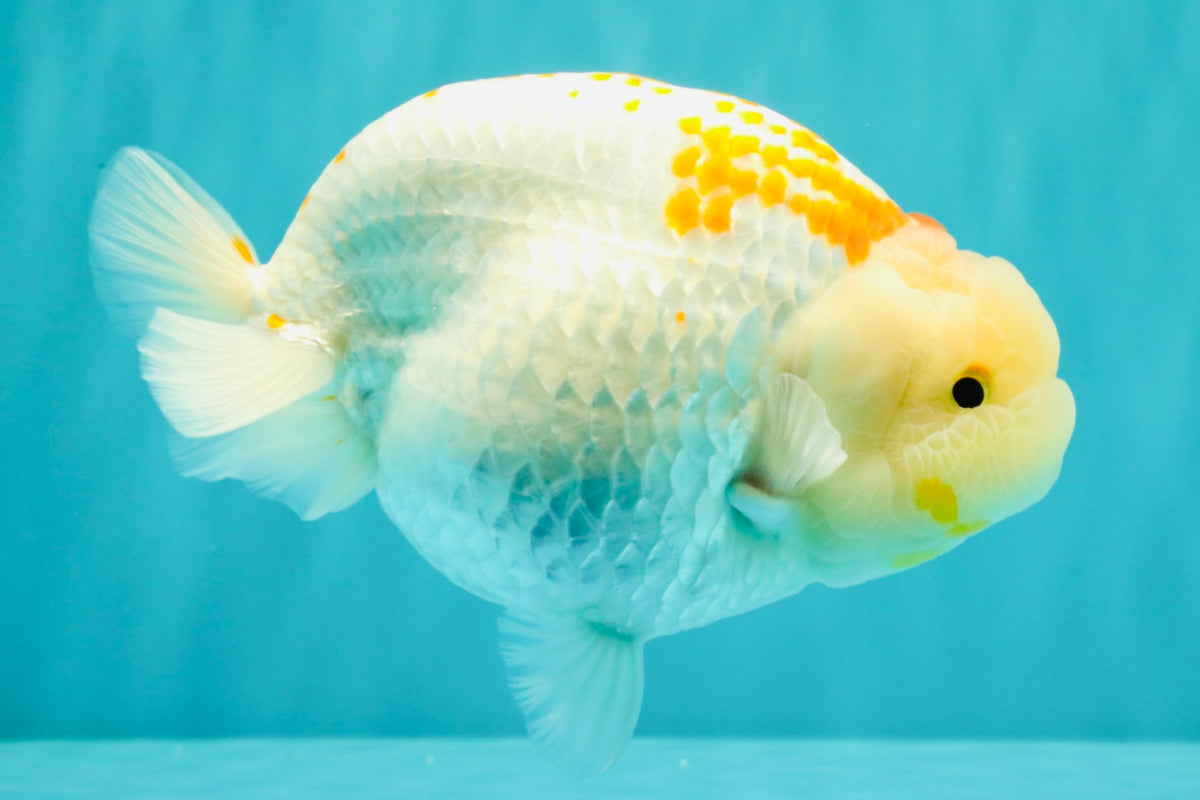 A Grade Polkadot Red White Buffalo Ranchu Male 6 inches #100926RC_29