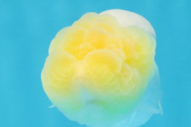 Snow White Lionchu Female 3.5 inches #121925LC_03