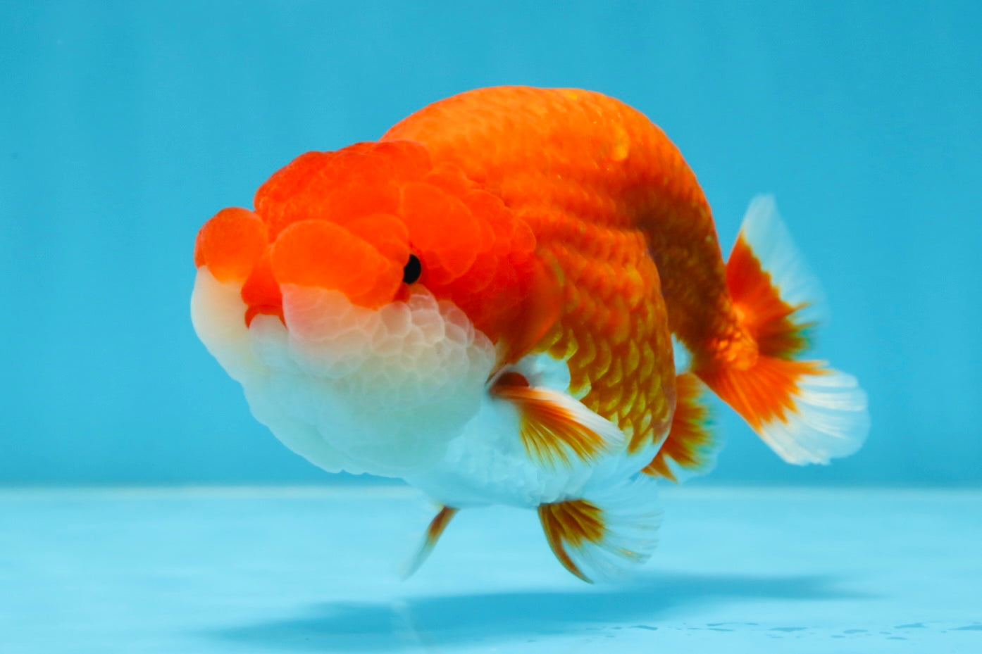 A Grade Red White LionKing 4.5 inches #070425LC_08