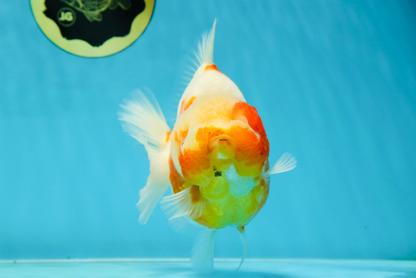 AAA Grade Godzilla Sakura Yuanbao Female 5.5 inches #050925YB_20