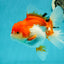 Cheeky Red White Oranda Female 5-5.5 inches #110124OR_02