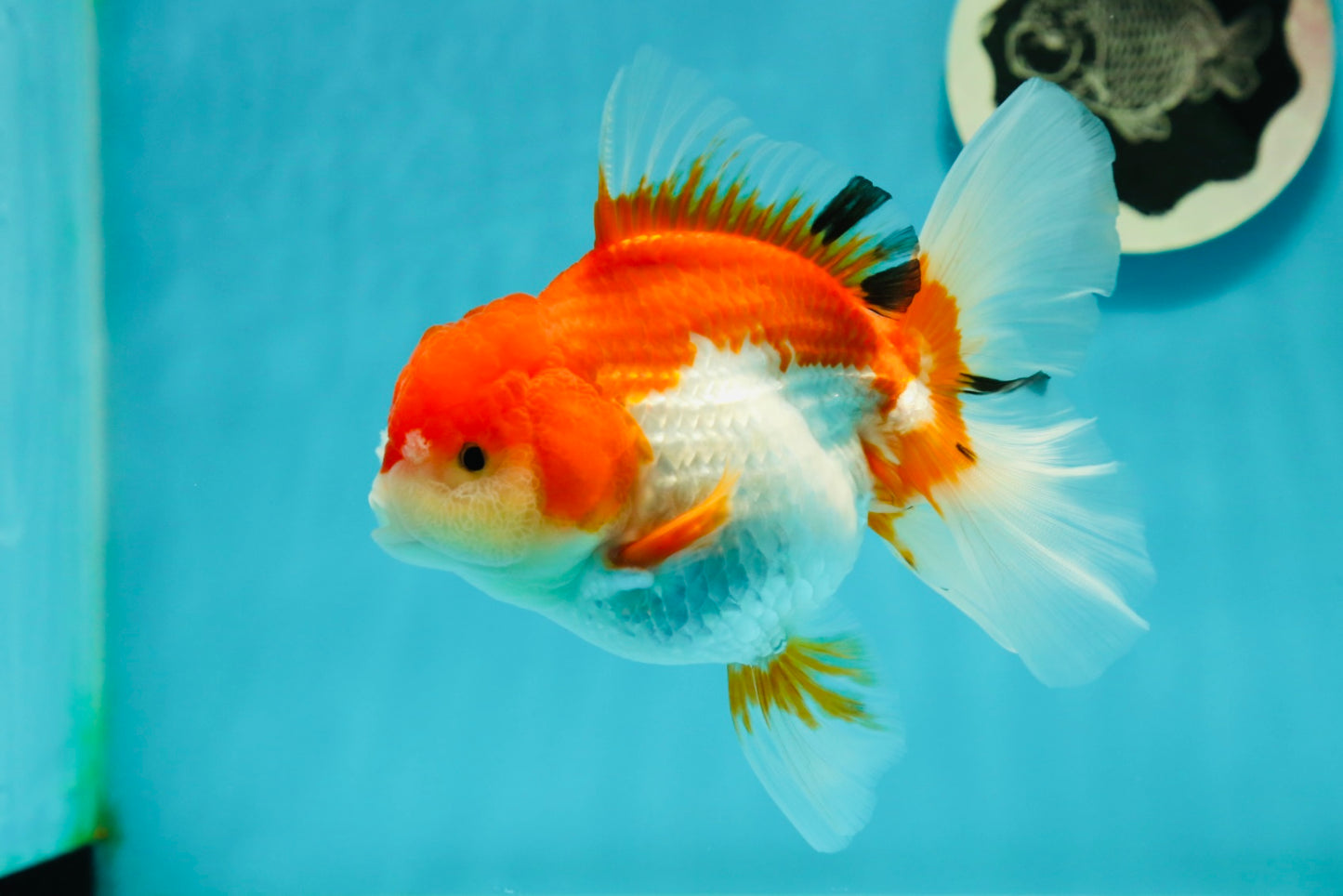 Cheeky Red White Oranda Female 5-5.5 inches #110124OR_02