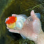 MARIO Red Cap Oranda Male 5-5.5 inches #072525OR_15