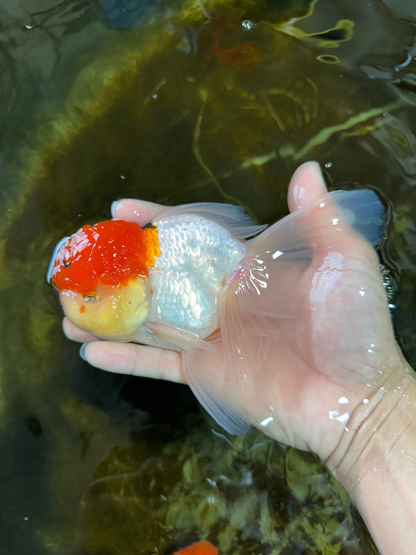 MARIO Red Cap Oranda Male 5-5.5 inches #072525OR_15