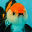 A Grade Tricolor Oranda Male 4.5 inches #110124OR_10