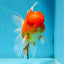 A Grade Gentle Giant Sakura Oranda Male 5.5-6 inches #062025OR_21