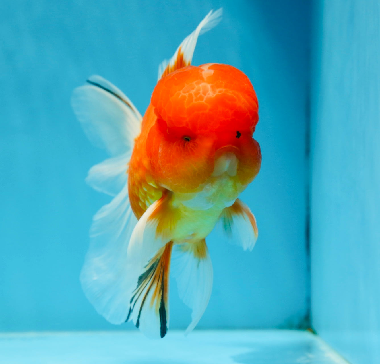 A Grade Gentle Giant Sakura Oranda Male 5.5-6 inches #062025OR_21