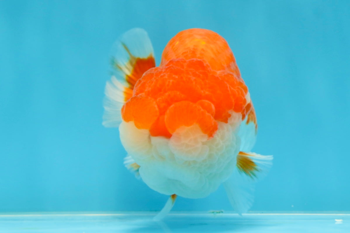 AAA Grade TOP Red White LionKing 4.5 inches #051625LC_37