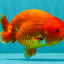A Grade Red LionQueen 4.5-5 inches #070326LC_30