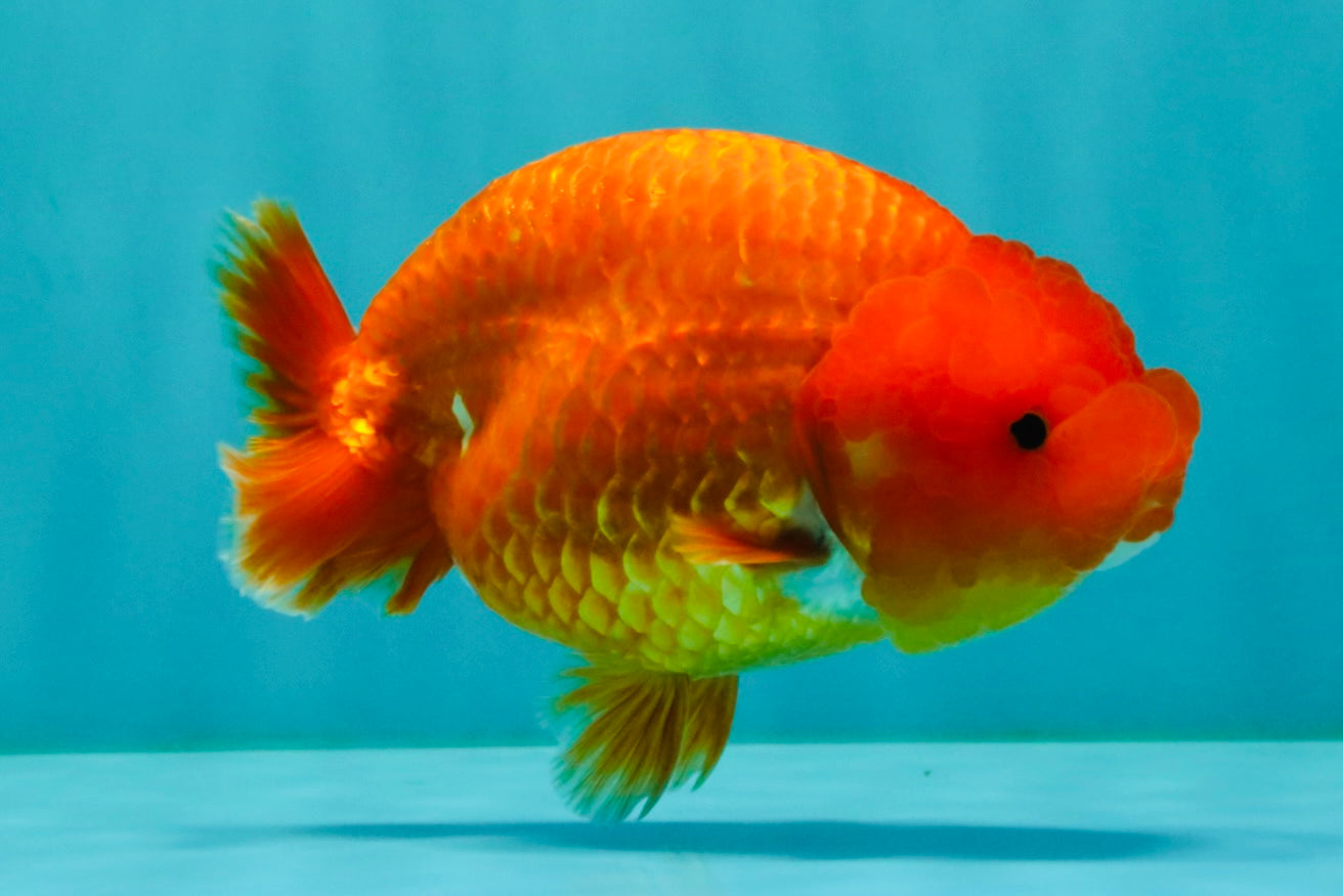 A Grade Red LionQueen 4.5-5 inches #070326LC_30