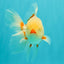 A Grade Red White Oranda Male 5.5 inches #102326OR_16