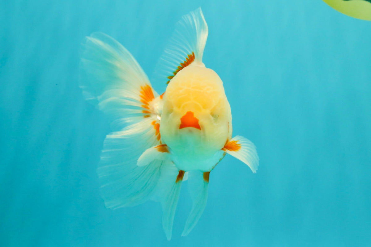 A Grade Red White Oranda Male 5.5 inches #102326OR_16
