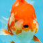 AAA Grade Young Godzilla Red White Oranda Male 6 inches #081525OR_07