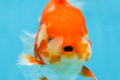 AAA Grade Young Godzilla Red White Oranda Male 6 inches #081525OR_07