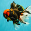 A Grade Tiger Oranda Male 7.5-8 inches #101626OR_17