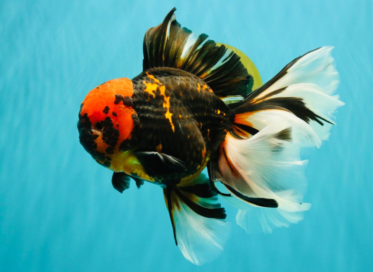 A Grade Tiger Oranda Male 7.5-8 inches #101626OR_17