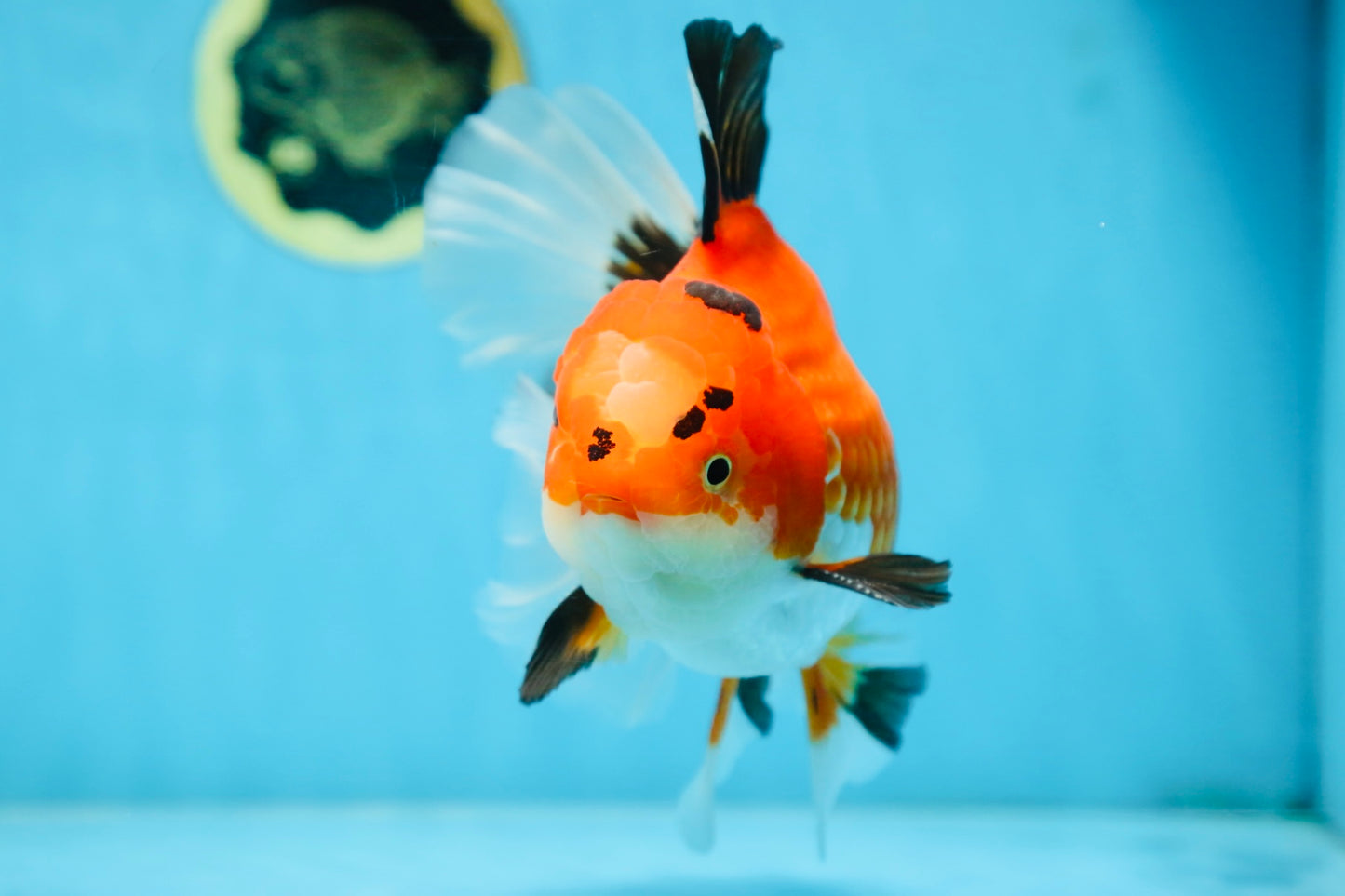 AAA Grade THICK BODY Godzilla Apache Oranda Male 6.5 inches #090525OR_07