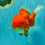 A Grade Red Oranda Male 5.5 inches #070626OR_21