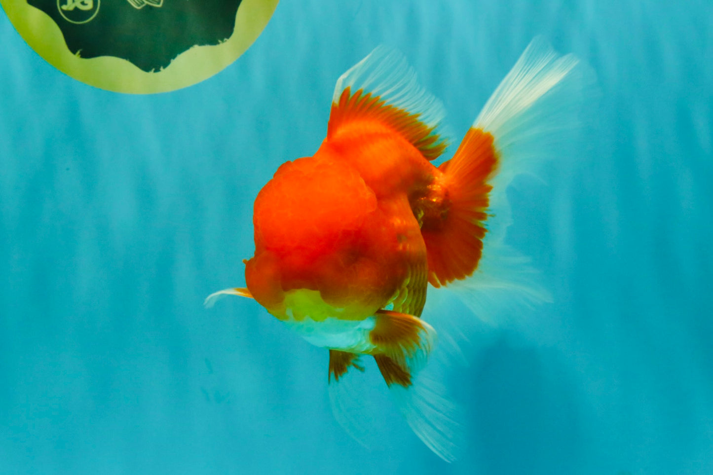 A Grade Red Oranda Male 5.5 inches #070626OR_21