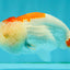 ADORABLE Red White LionChu Female 4.5 inches #050826LC_15
