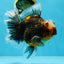 AAA Grade Chonky Kirin Oranda Male 6 inches #053025OR_26