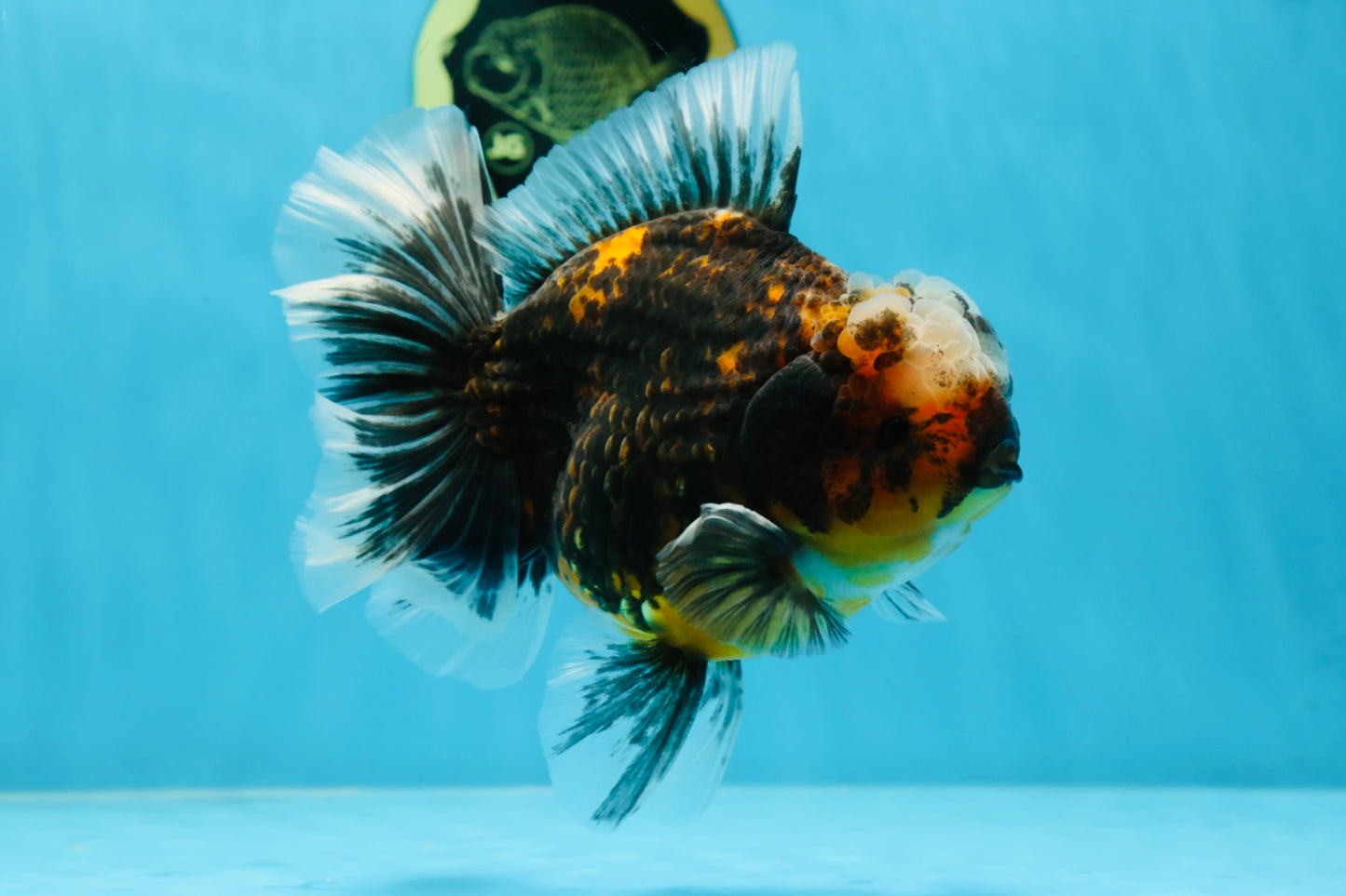 AAA Grade Chonky Kirin Oranda Male 6 inches #053025OR_26