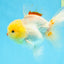 AAA Grade Lemonhead Oranda Male 5 inches #080125OR_20