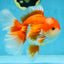 AAA Grade THICK BODY Red White Oranda Male 5.5 inches #082225OR_14