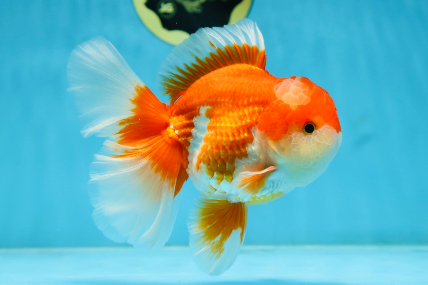 AAA Grade THICK BODY Red White Oranda Male 5.5 inches #082225OR_14