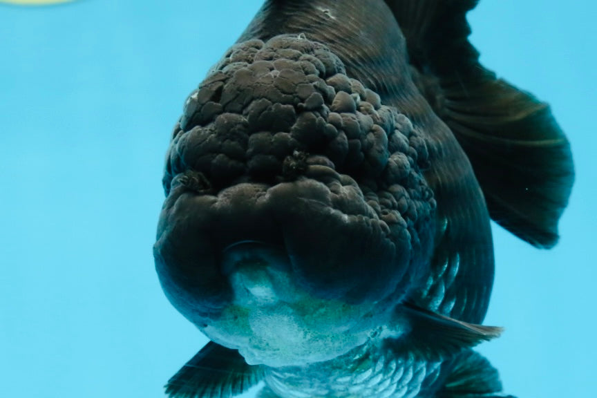 AAA Grade Godzilla Black Yuanbao Female 5 inches #101025YB_22