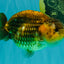Apache Chinese Ranchu Female 5-5.5 inches #050826RC_11