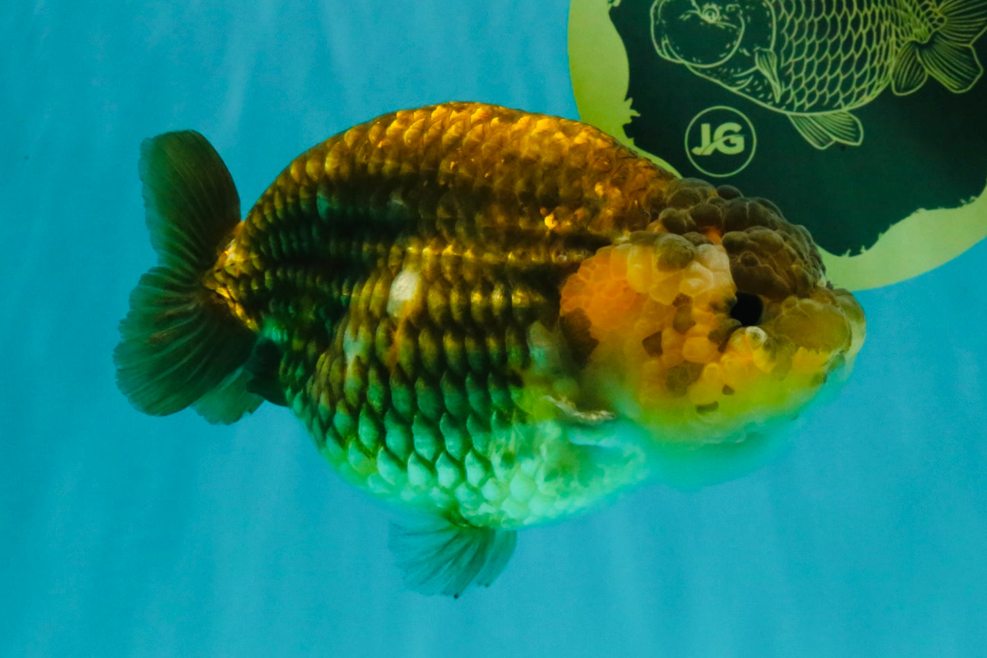 Apache Chinese Ranchu Female 5-5.5 inches #050826RC_11