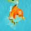 A Grade Red White Oranda Male 5.5-6 inches #070626OR_07