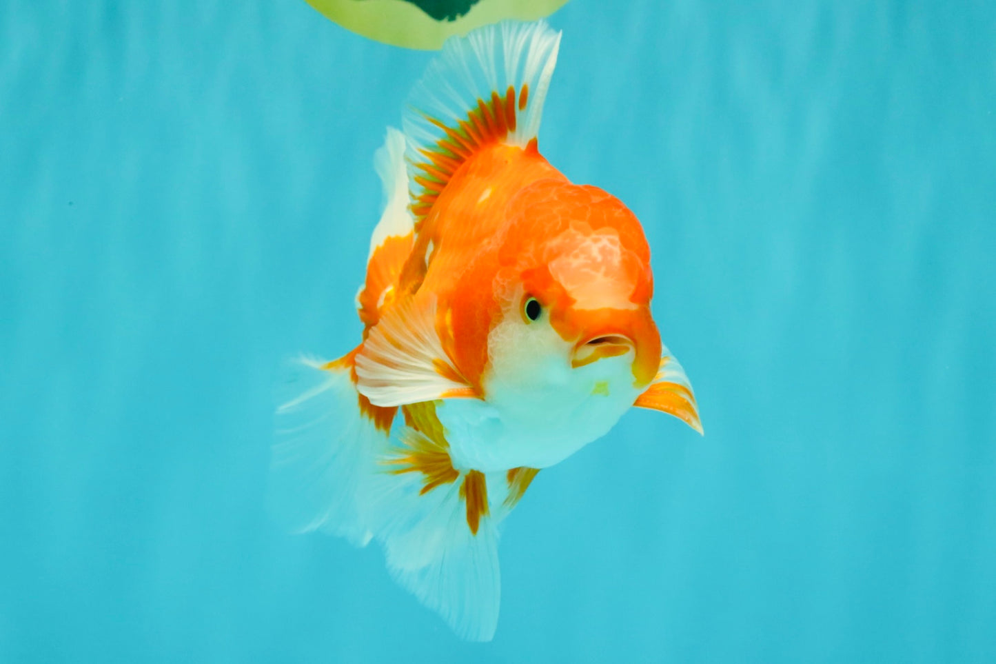 A Grade Red White Oranda Male 5.5-6 inches #070626OR_07