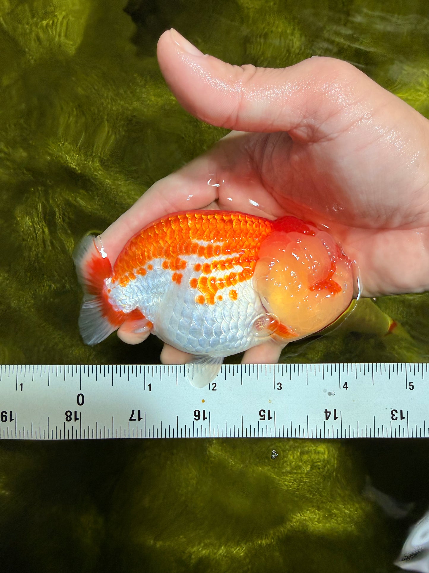 FLUFFY WEN AAA Grade Red White LionQueen 4-4.5 inches #022026LC_14